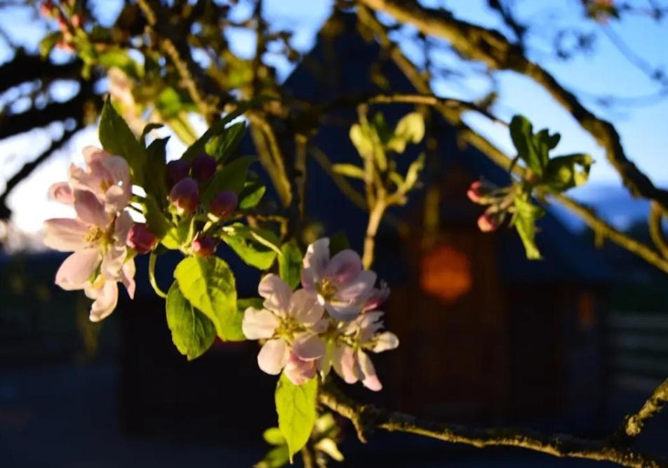 Apple Blossom Glamping Kilkenny Kültér fotó